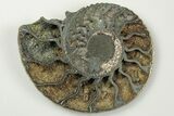 3.5" Cut & Polished, Pyritized Ammonite Fossil - Russia - #198341-2